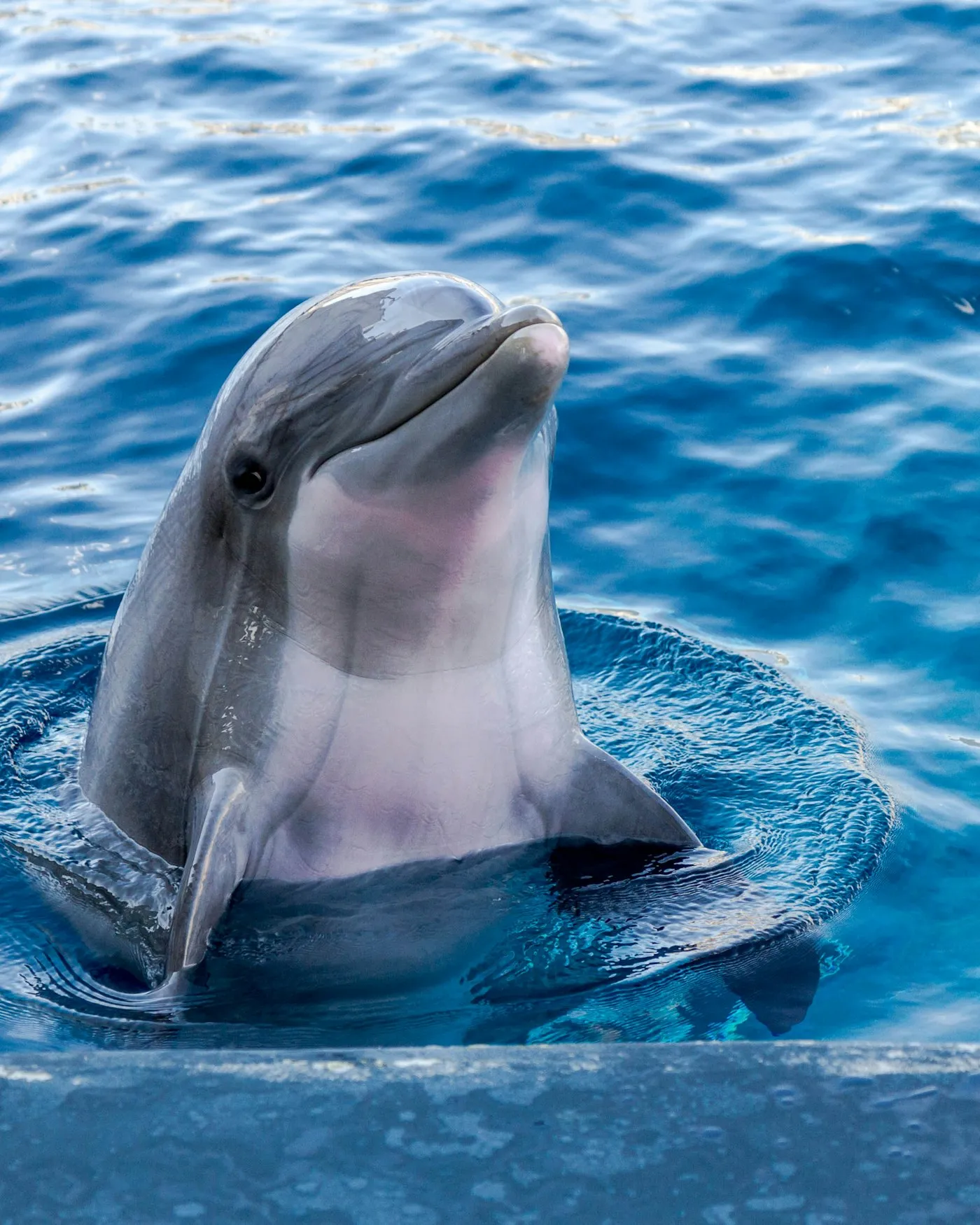 The Sado dolphins — Setúbal